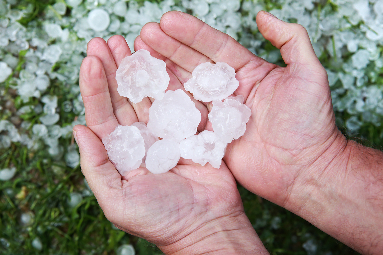 Homeowner's hands holding hailstones that damaged their Tomball roof