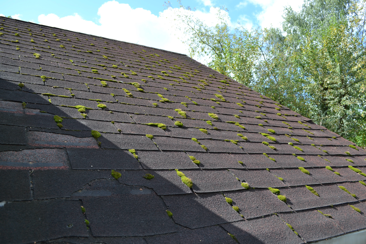 Cypress roof with damage caused by moss growth