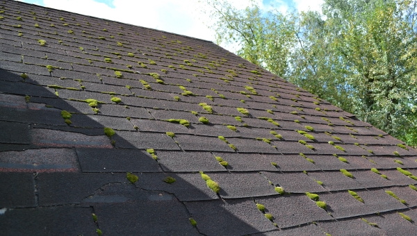 Cypress Roof Damage Caused By Moss And How To Prevent It