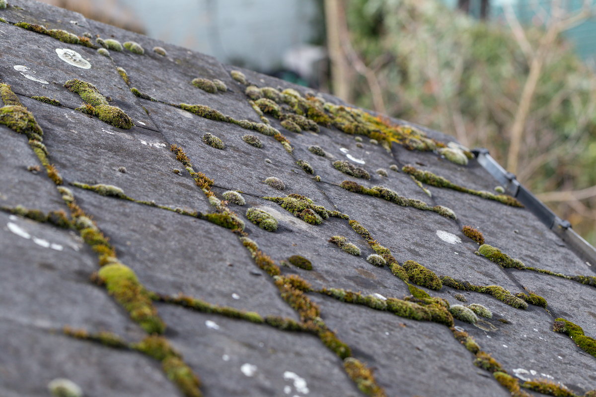 Houston roof with moss and algae spots