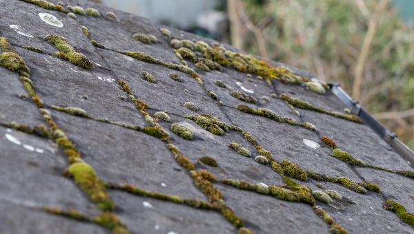 Does Your Tomball Roof Have Algae? Repair It With Amstill