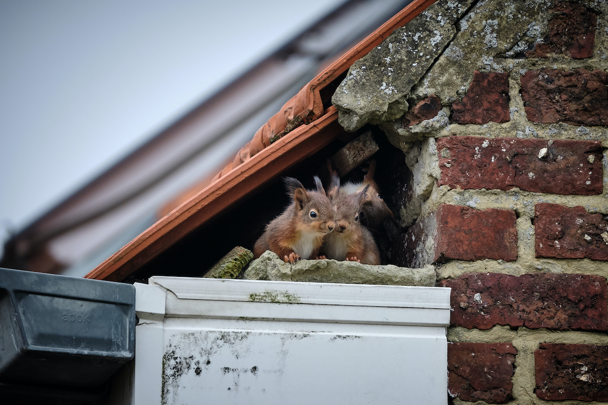 Squirrel family living in a roof they damaged, causing the need for Kingwood roof replacement