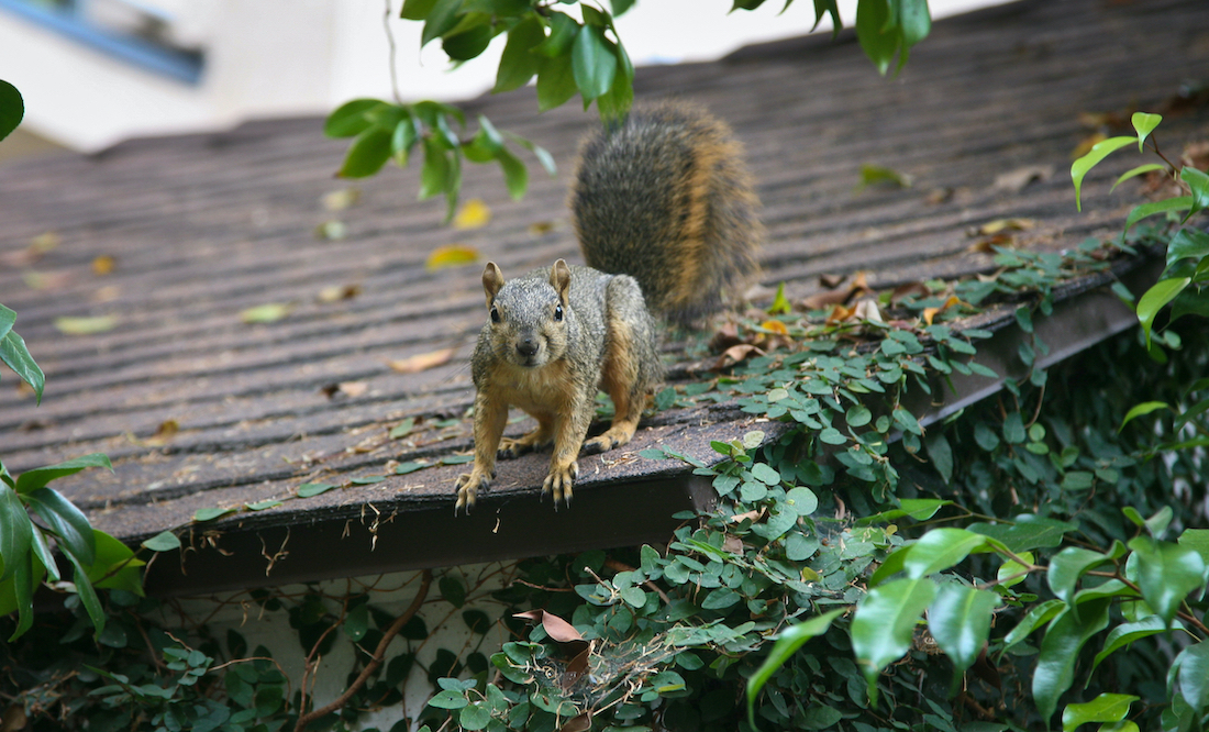Squirrel on roof causing potential roof damage