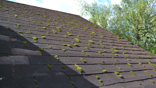 Moss growing on Houston roof surface