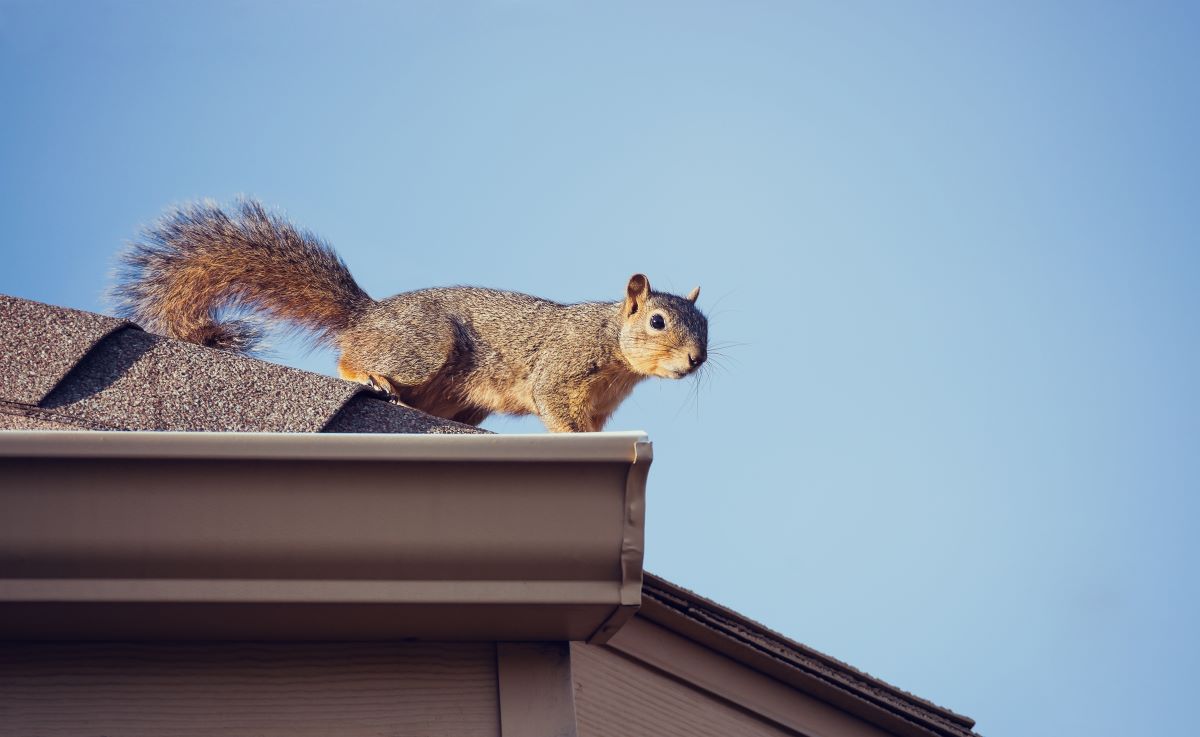 Squirrel on roofline of Bellaire home, causing Belliare critter damage