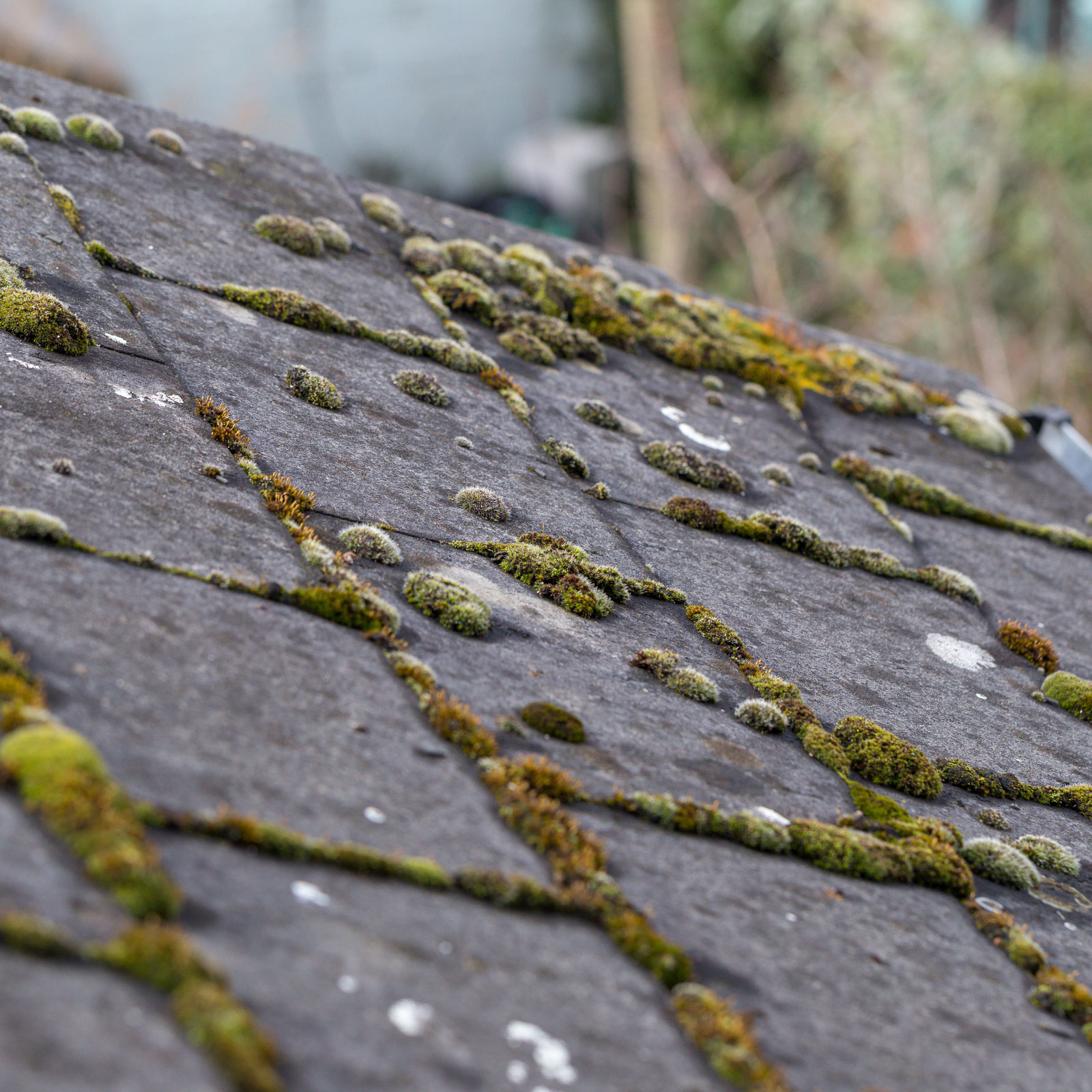 algae growing on a roof