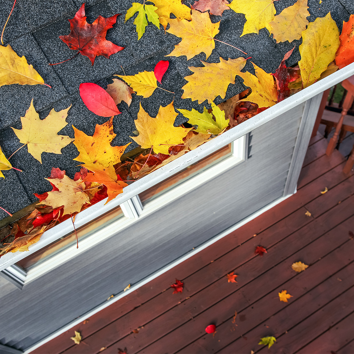 Yellow and red leaves on a roof gutter