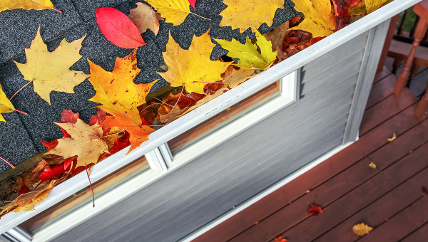 Yellow and red leaves on a roof gutter