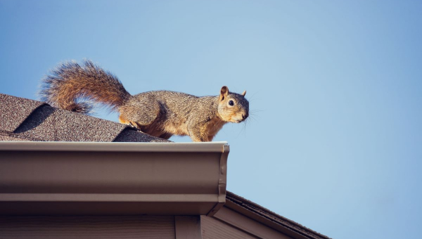 Squirrel on Katy roofing, causing possible critter damage