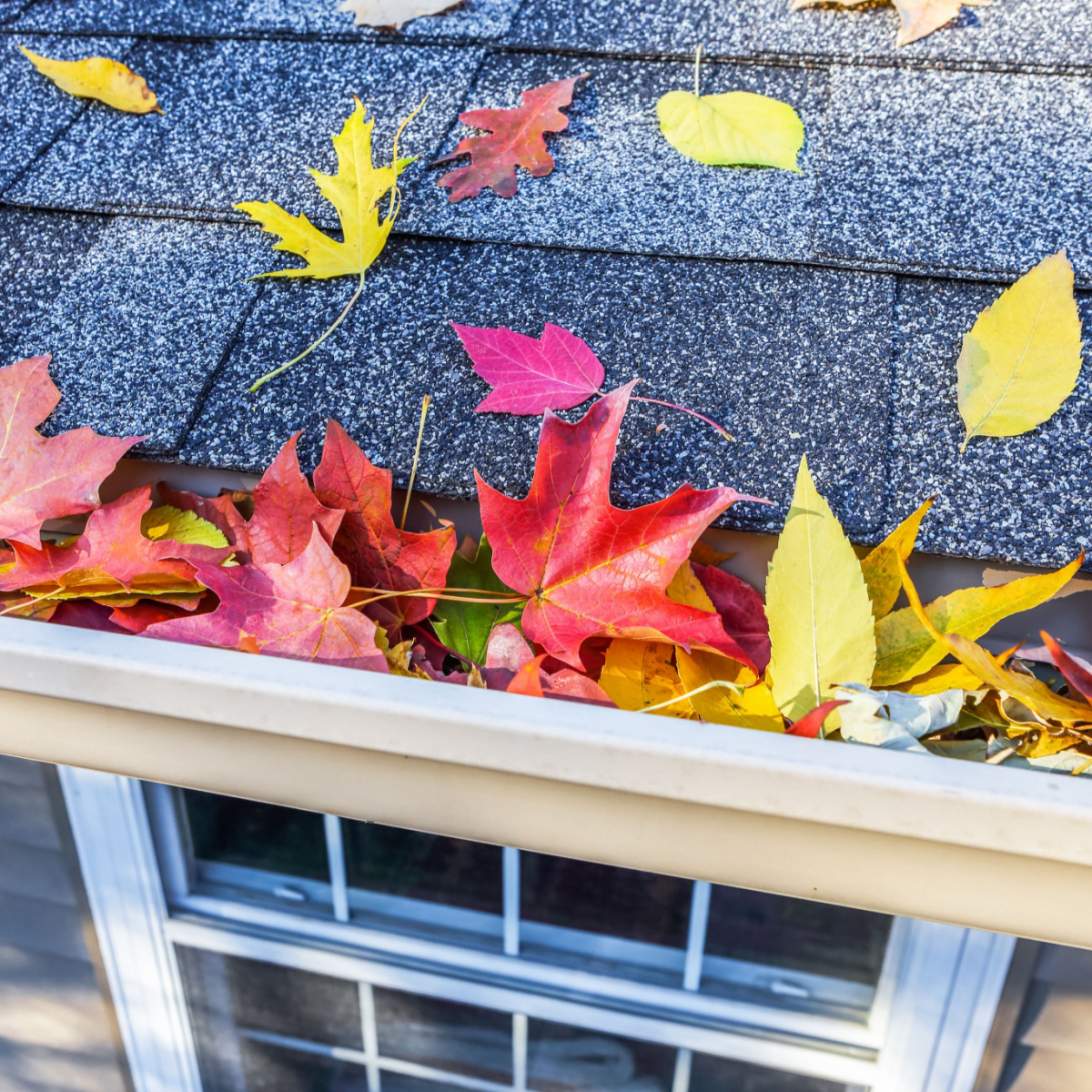 Leaves fall on a roof in need of some Brays Oaks roof repair from a trusted Houston roofing company.