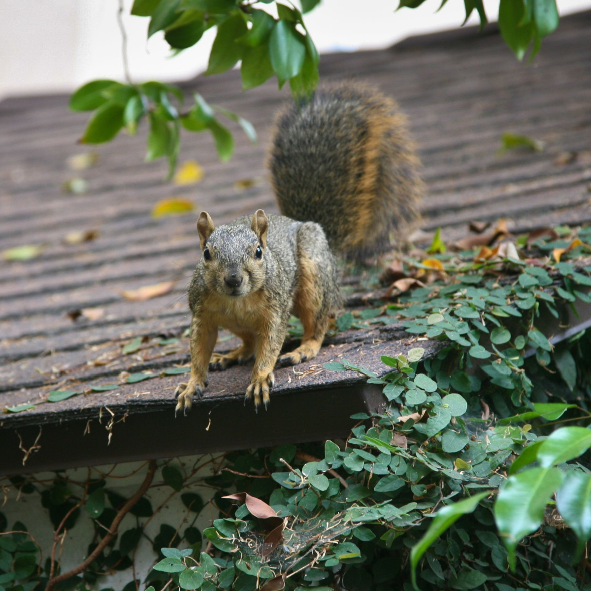 A squirrel on a roof
