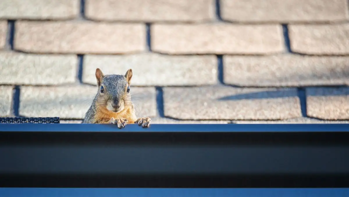 Squirrel on roof causing potential roof damage