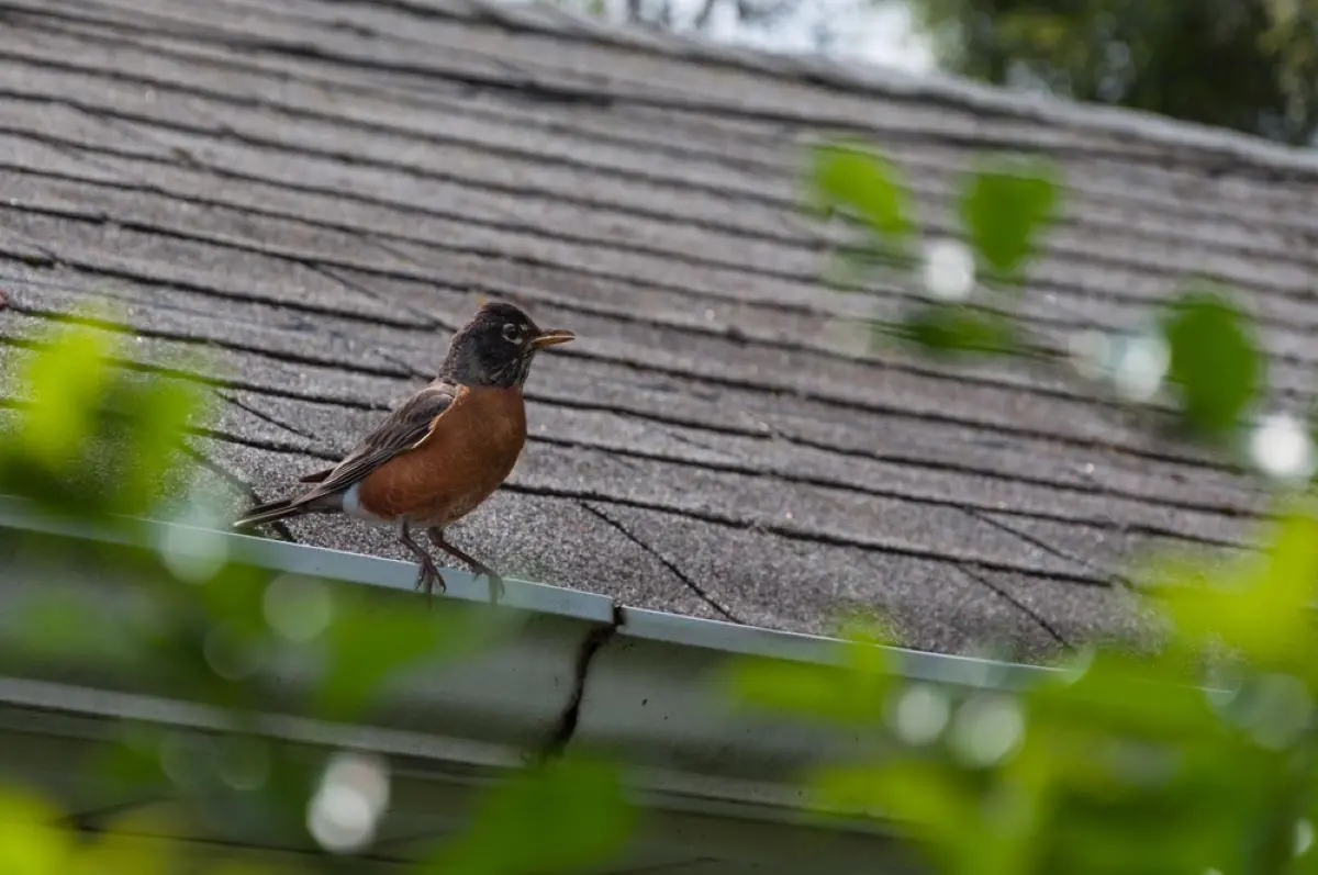 Robin perched on Kingwood roofing to welcome spring