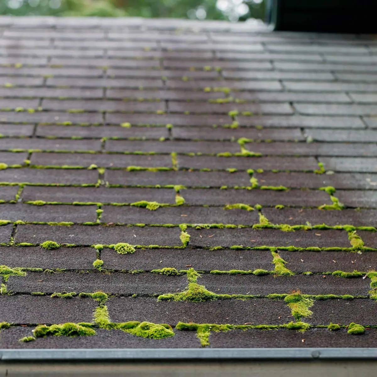 Algae and moss growing on Hedwig Village roofing